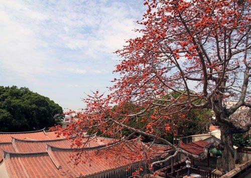 渡頭、竹秀園古木棉
