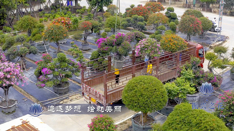中國(guó)花木之鄉(xiāng)