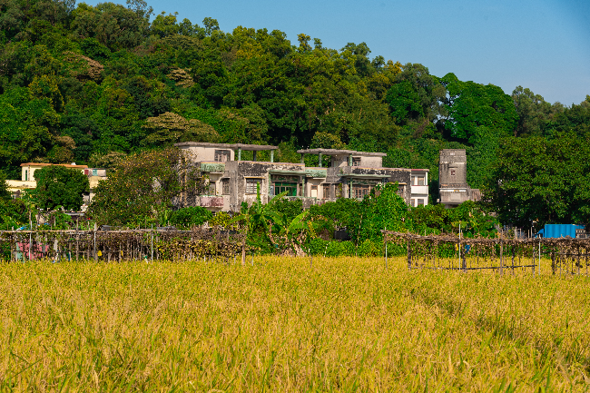 20221021起鳳環(huán)稻田-3.jpg