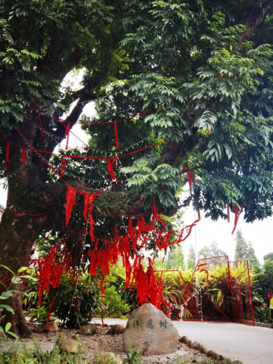 圖片