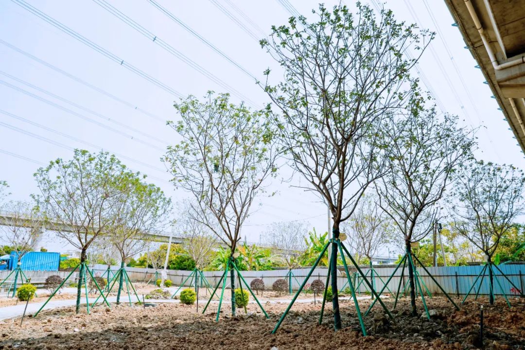 兩校認(rèn)捐樹(shù)木 (1).jpg