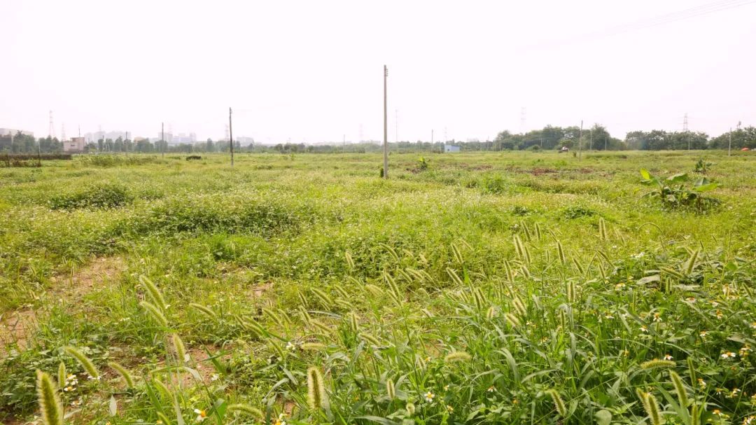 永寧農(nóng)地治理后 (1).JPG