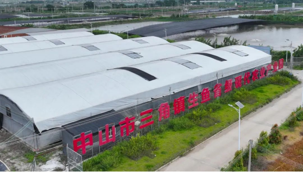 三角鎮(zhèn)集中連片集約化尾水治理初見成效