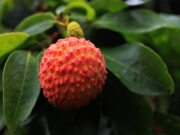 三月紅荔枝.png
