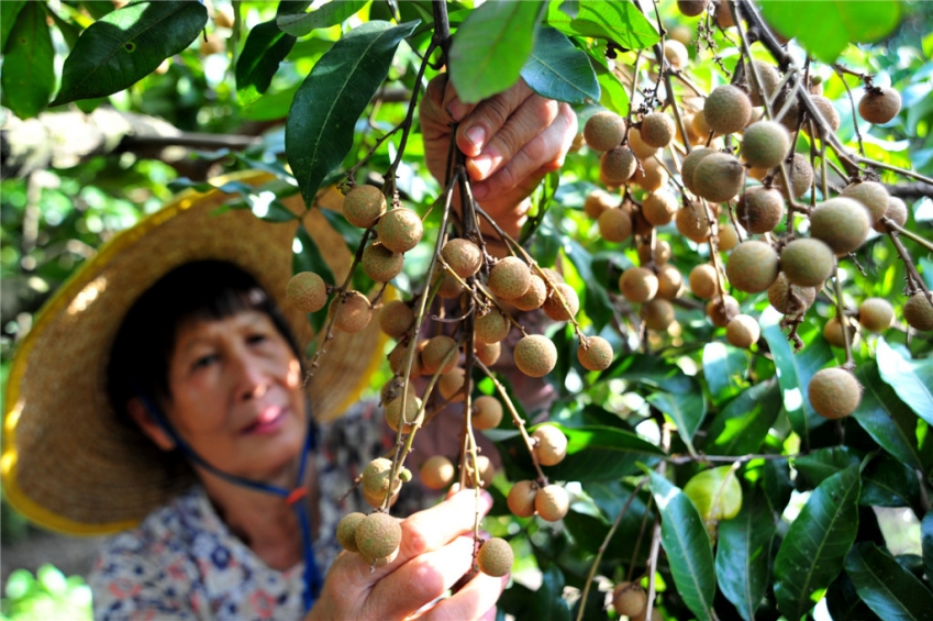 農(nóng)業(yè)- 龍眼熟了（未發(fā)）(957101)-20191021152955.jpg